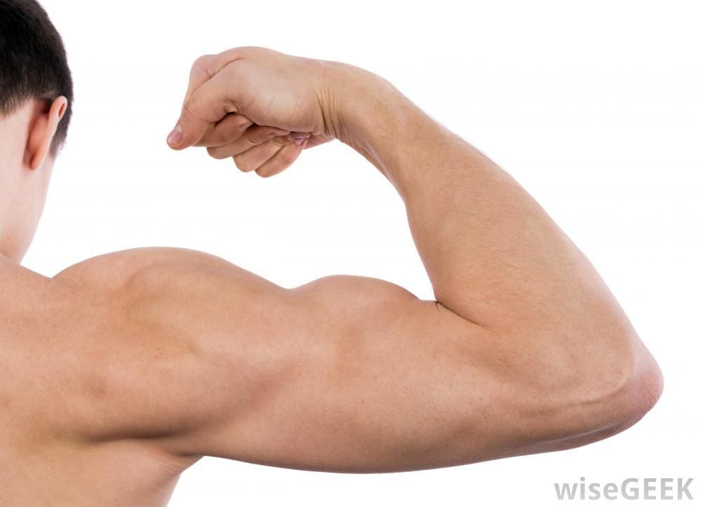 ما هي أقوى عضلة في جسم الإنسان؟ وما هي أكبر عضلة؟