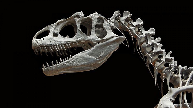 كيف يحدد العلماء عمر الحفريات أو الأحافير ؟