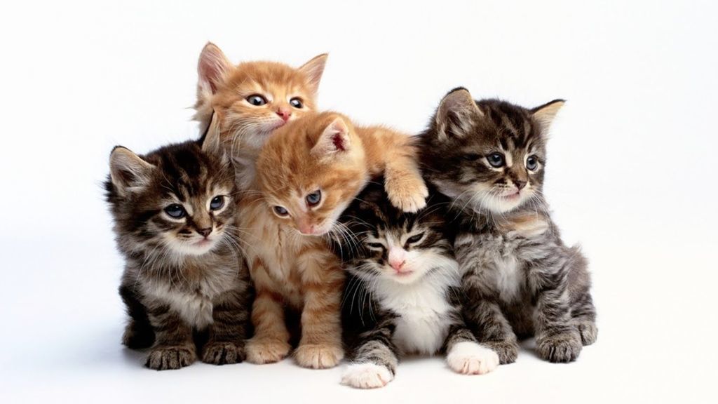 10 حقائق غريبة عن القطط