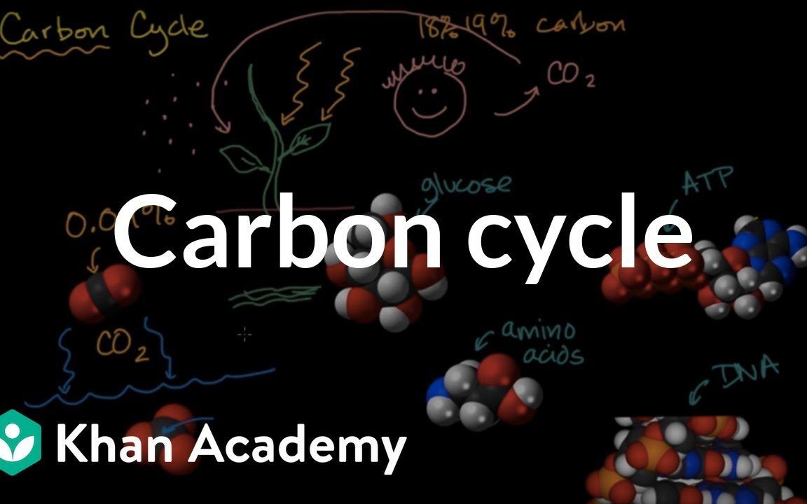 انتقال الكربون بين المخلوقات الحية بشكل مستمر يسمى دورة الكربون