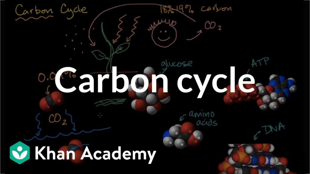 دورة الكربون في الطبيعة: شرح مفصل بالصور