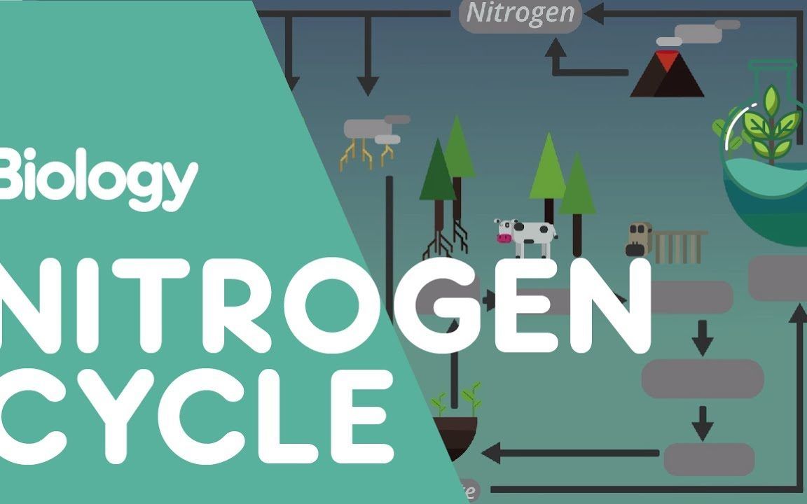 البكتيريا العملية فيها النتيروجين ازالة للنباتات التى تحول الى مركبات النترات والبرق هى مفيدة العملية التي