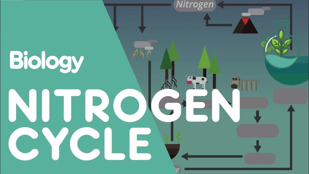 دورة النيتروجين: شرح تفصيلي بالصور