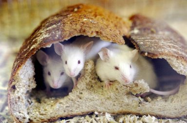 وجد العلماء أن الأنماط الغذائية يمكن أن تؤثر في العمر الافتراضي، لدى الفئران على الأقل. وحد اليوم فريق من الباحثين أن هرمون FGF21 له آثار مضادة للشيخوخة