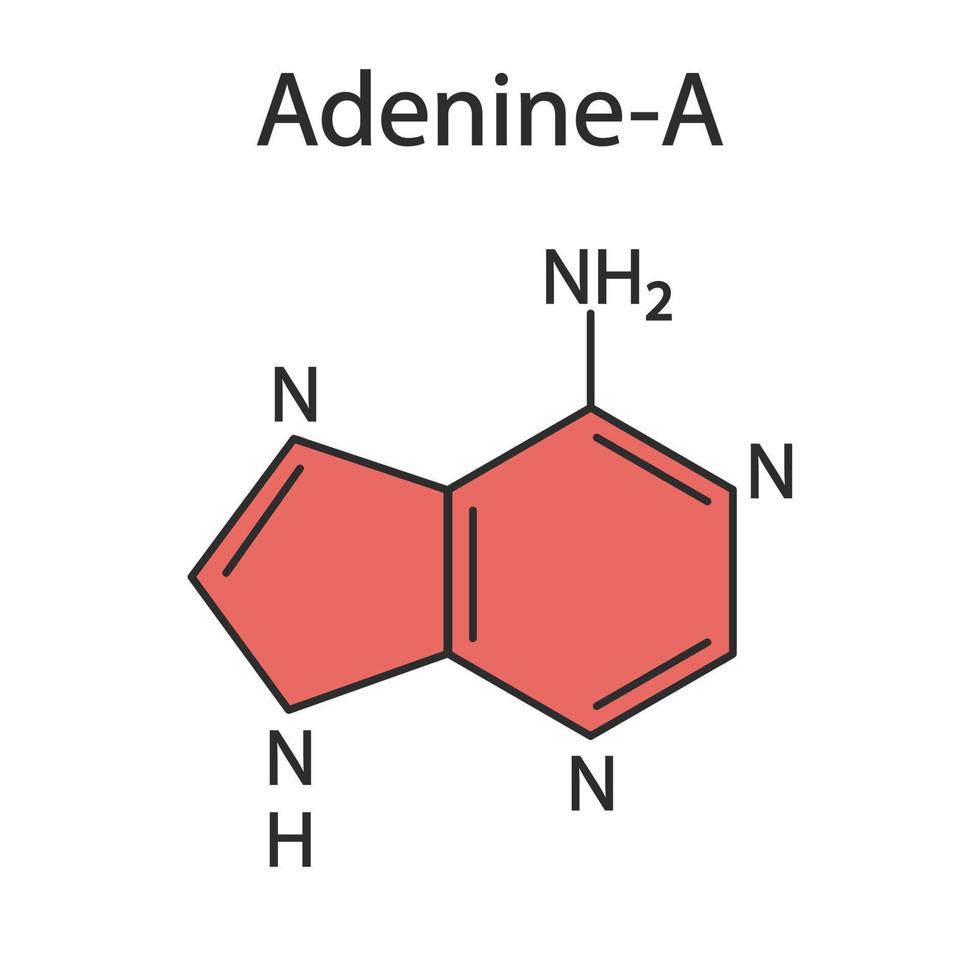 الأدنين Adenine: كل ما تريد معرفته