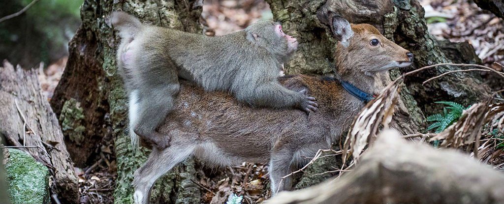 لماذا حاول القرد ممارسة الجنس مع غزال؟ الطبيعة تفاجئنا يومًا بعد يوم