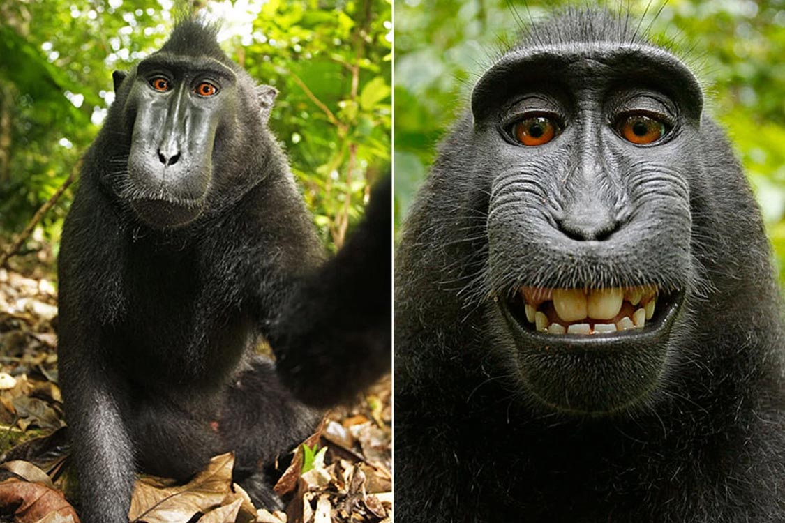 صور 'سيلفي' القرد المثيرة للجدل