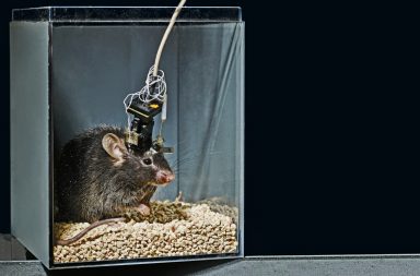 لماذا لا تنجح الدراسات المجراة على أدمغة الفئران في إعطاء فهم أفضل للدماغ البشري؟ - لماذا يجري العلماء اختبارات على أدمعة القوارض؟