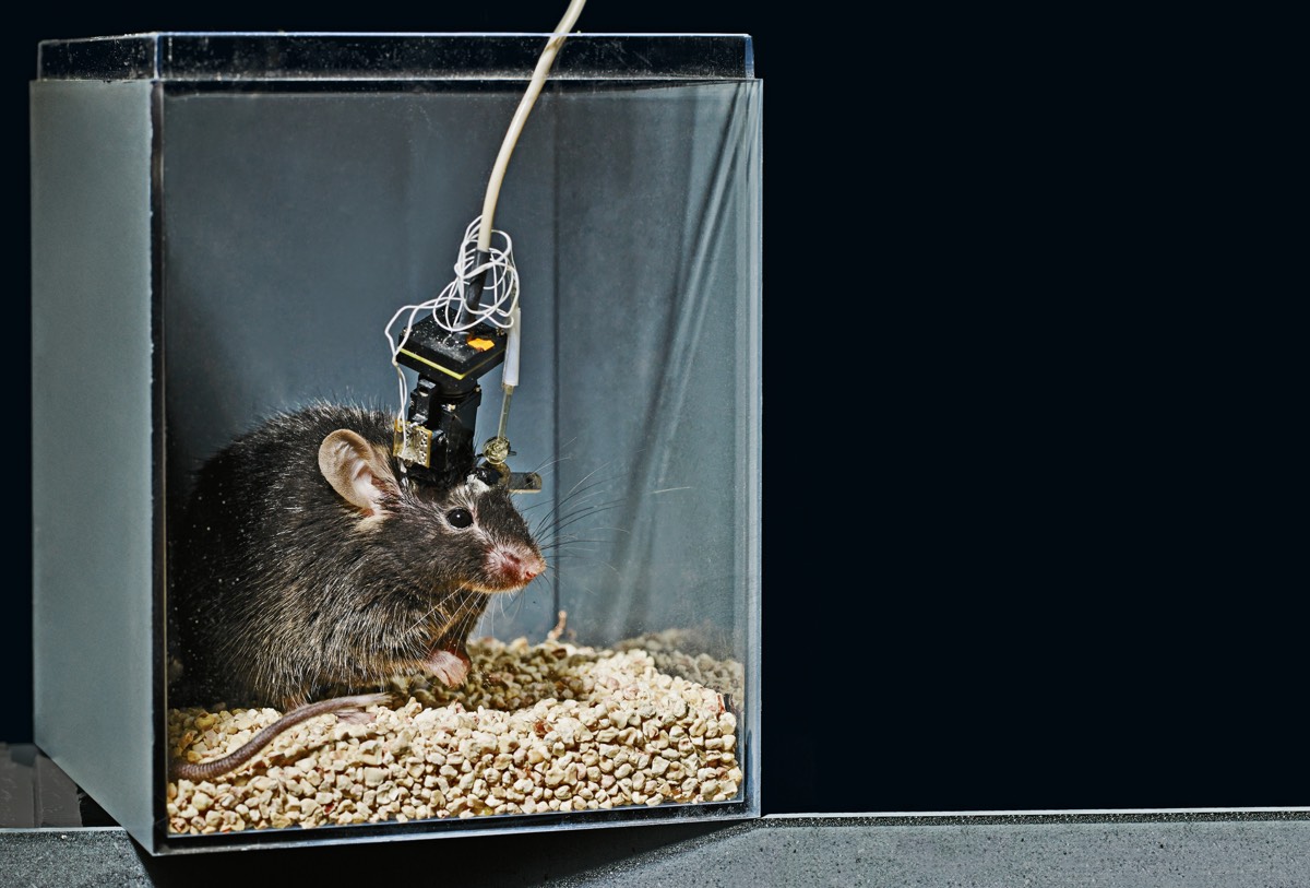 لماذا لا تنجح الدراسات المجراة على أدمغة الفئران في إعطاء فهم أفضل للدماغ البشري؟