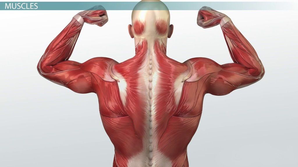 كيف تعمل العضلات؟ معلومات جديدة تثير حماس العلماء