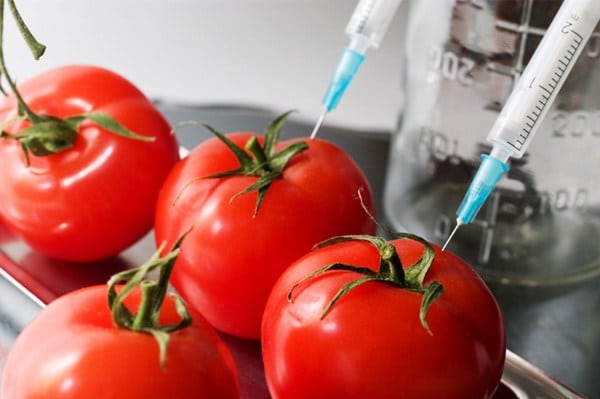 كميات أكبر من الطماطم و بشكل أسرع الهندسة الوراثية المتسارعة للطماطم