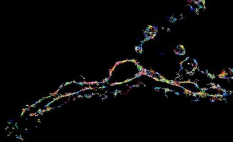 تقنية جديدة تمكننا من الغوص في عالم النانو تكنولوجي للخلايا العصبية