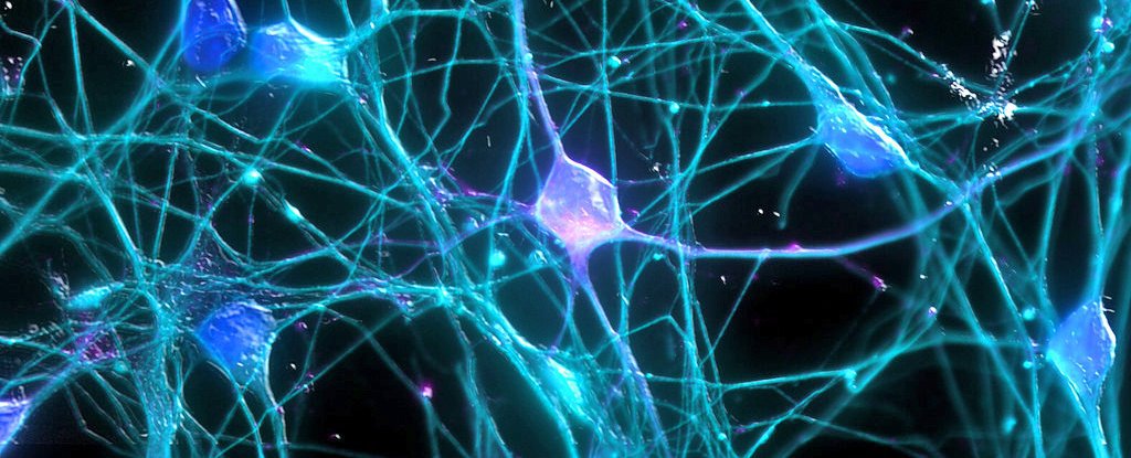 علماء يتوصلون ل معرفة كيفية اصلاح الالياف العصبية ل نفسها