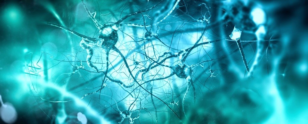 علماء يكتشفون كيف يساعد الدماغ الجسم في محاربة البكتيريا