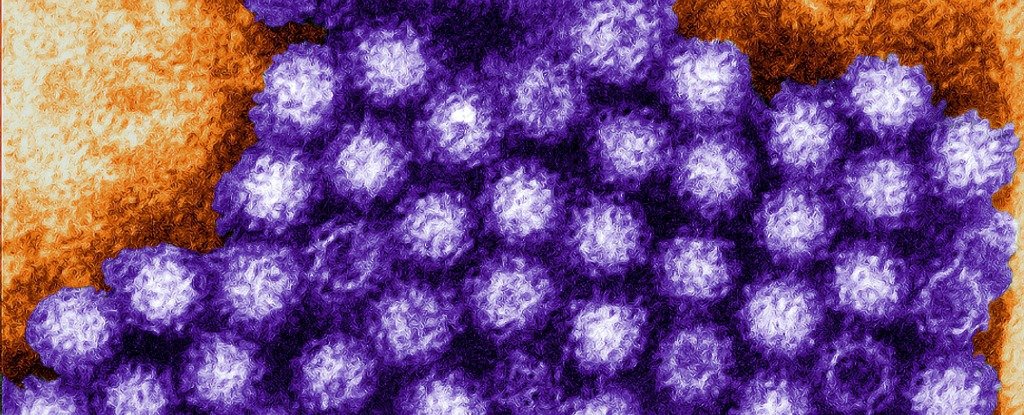 علماء أستراليون يكتشفون 3 سلالات من فيروسات النورو المسببة ل التهاب المعدة و الأمعاء