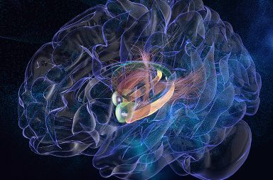 تؤدي منطقة الحصين في الدماغ دورًا رئيسيًا في تكوين الذاكرة، لكن التحكم في المخاوف والذكريات السيئة وحفظها عميقًا يبدو صعبًا. ذكريات الخوف في الدماغ