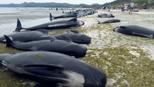 مئات الحيتان الميتة على شواطئ نيوزيلندا