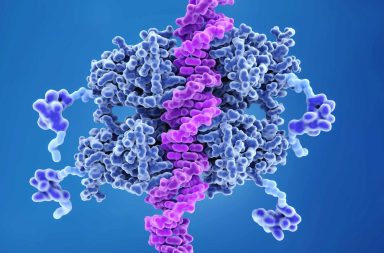 يقع جين البروتين بي 53 لدى البشر على الكروموسوم السابع عشر، تحديدًا في الموقع 17p13.1. ما وظيفة جين البروتين بي 53 واستخداماته العلاجية المحتملة؟
