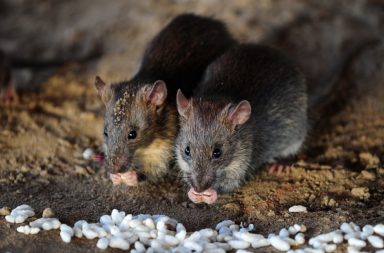 مرض نادر ينتقل بواسطة بول الفئران - تسبب بكتيريا البريمية (Leptospira) مرضًا يسمى «اللولبية النحيفة» أو «مرض ويل» - داء البريميات