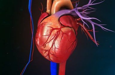 خلل تنسج البطين الأيمن المحدث لاضطراب النظم خلل التنسج الاعتلال العضلي القلبي القصور القلبي توقف القلب الموت المفاجئ الأعراض