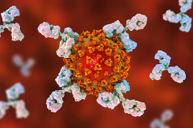 الأجسام المضادة بروتينات على شكل حرف Y ترتبط بالأجسام الغريبة التي تغزو الجسم، وترسل إشارةً إلى جهاز المناعة لبدء العمل