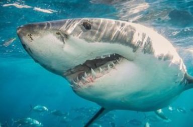 كيف ساهمت أسنان أسماك القرش الرملية المتحجرة في حل لغز حول المناخ الأرضي سابقًا؟ دراسة السلالة المنقرضة من أسماك القرش الرملية