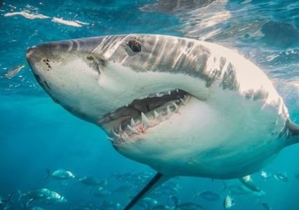 أسنان القرش الرملي المتحجرة تحل لغزًا حول المناخ الأرضي سابقًا