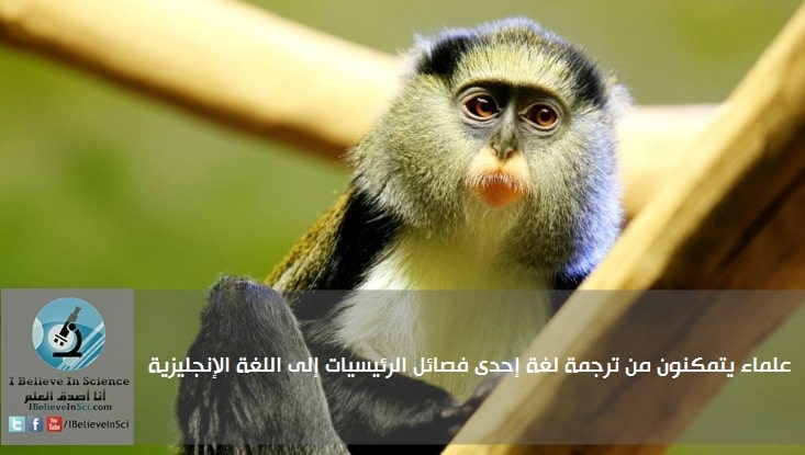 علماء يتمكنون من ترجمة لغة إحدى فصائل الرئيسيات إلى اللغة الإنجليزية
