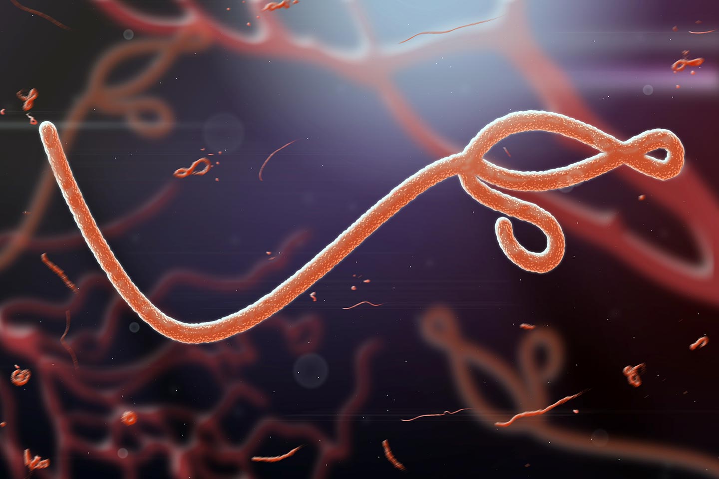 فيروس الإيبولا يختبئ في الدماغ لسنوات ليعاود الظهور وقتل المريض