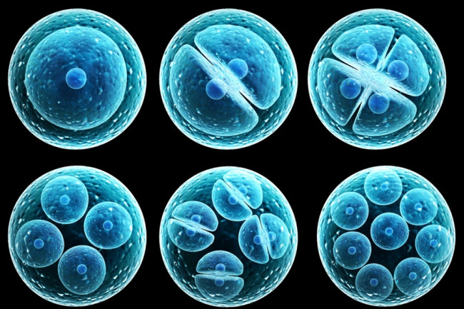 الخلايا الجذعية: مصادرها وأنواعها واستخداماتها - ما هي الخلايا الجذعية وما استخداماتها في مجال الأبحاث والاكتشافات العلمية