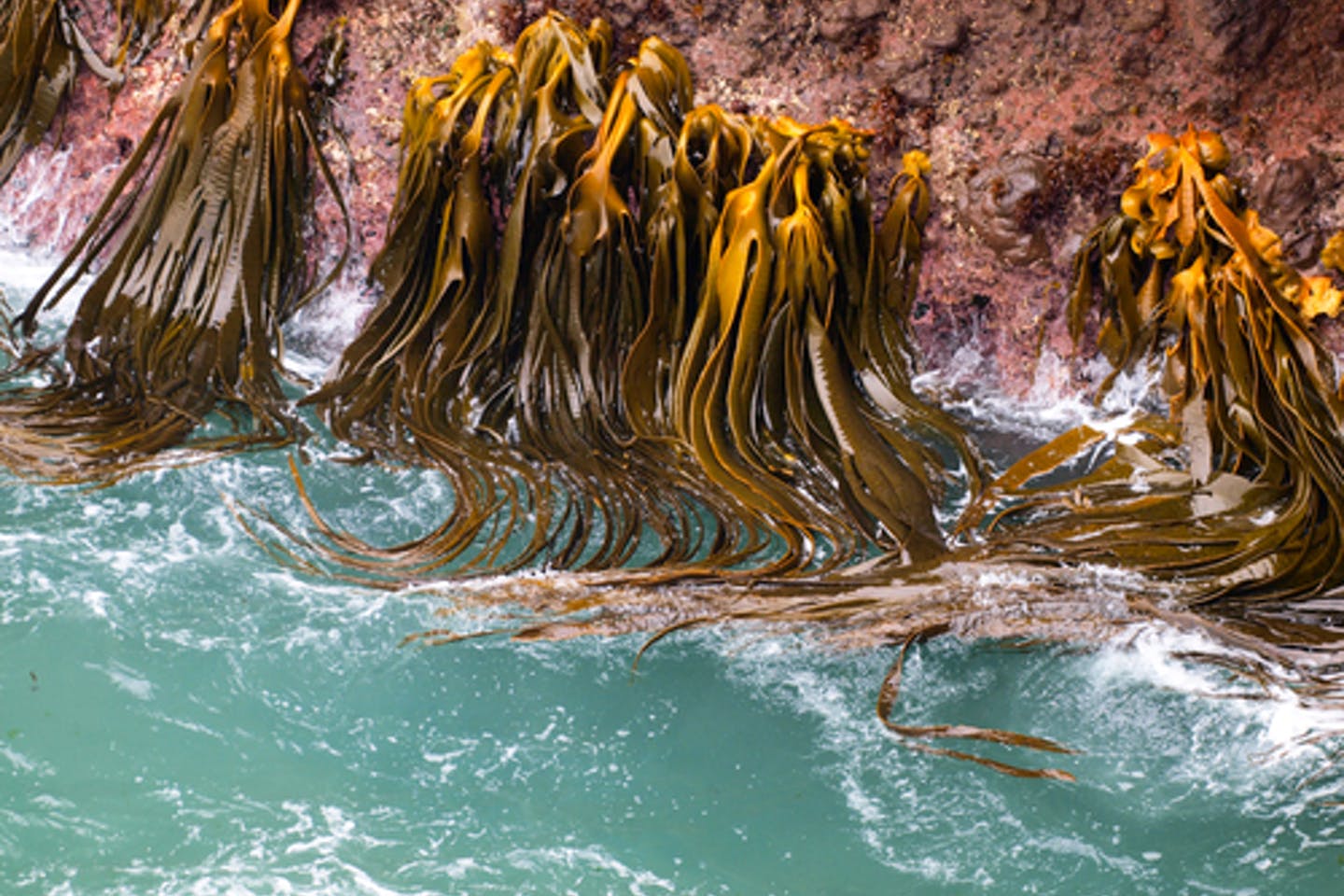 هل يمكن أن يكون عشب البحر العملاق المصدر التالي للوقود الحيوي؟