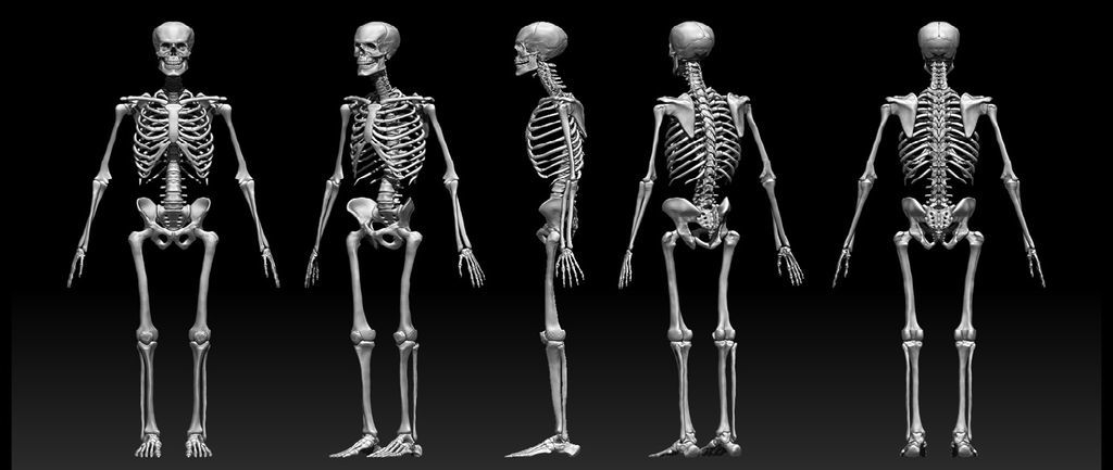 تعرفوا معنا على عظام الإنسان