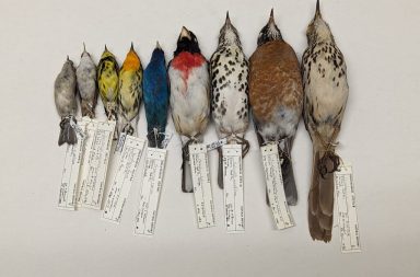 أظهرت أنواع الطيور الأصغر حجمًا في دراستين تقلصًا أسرع نسبيًا في حجم الجسم وزيادة أسرع نسبيًا في طول الجناح. علاقة حجم الجسم لدى الطيور بسرعتها