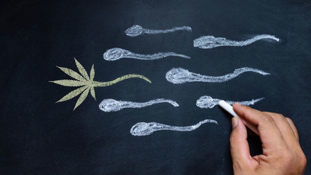 هل يزيد تدخين الماريجوانا القنب الهندي من كمية الحيوانات المنوية أنا أصدق العلم