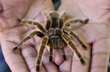الخوف الشديد من العناكب ومفصليات الأرجل - الأعراض الشائعة لرهاب العناكب ومفصليات الأرجل - كيفية التأقلم مع أعراض رهاب العناكب