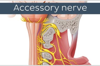 العصب المسؤول عن على توفير وظائف حركية للعضلة القصية الترقوية الحلمية والعضلة شبه المنحرفة في الرقبة والكتف - العصب الإضافي