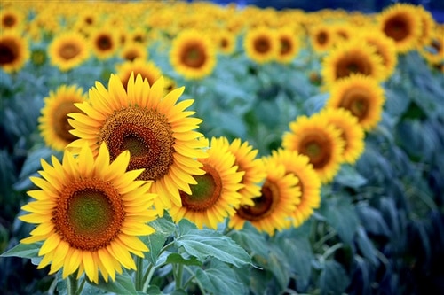أخيرا حدد العلماء سبب حركة زهور عباد الشمس