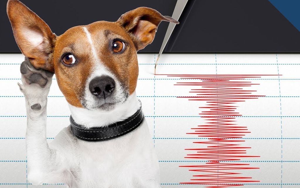هل يمكن للحيوانات التنبؤ بالزلازل والكوارث الطبيعية؟