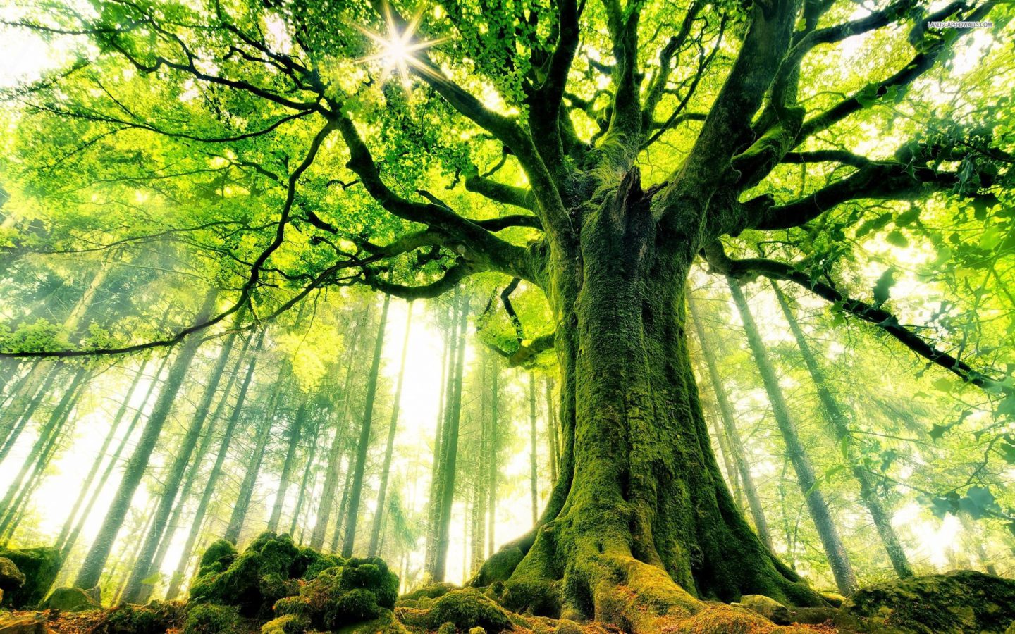 عندما يهدم قانون « البقاء ل الاصلح » ، الاشجار تثبت وجود قانون اخر ل الحياة !