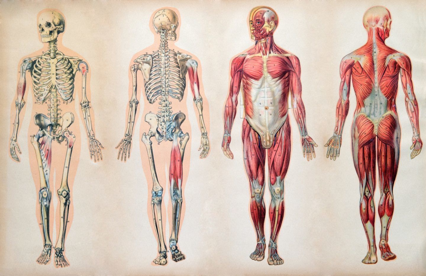 إحدى عشرة حقيقة علمية تم اكتشافها مؤخرًا عن جسدك