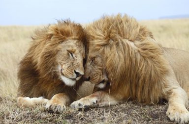 لاحظ العلماء أن الحيوانات يمكن أن تنخرط في سلوكيات جنسية مع أفراد من الجنس ذاته، فما تفسير المثلية الجنسية لدى الحيوانات؟