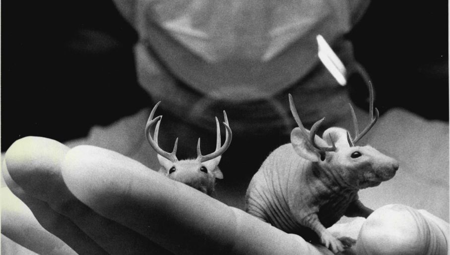 قرون صغيرة نمت على رؤوس الفئران بعد أن زرع العلماء خلايا الغزلان!