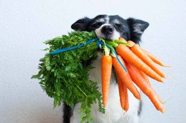 على مالكي الحيوانات الأليفة الذين يتبعون نظامًا غذائيًا نباتيًا لحيواناتهم أخذ الحذر. هل النظام الغذائي النباتي للحيوانات الأليفة أخلاقي؟