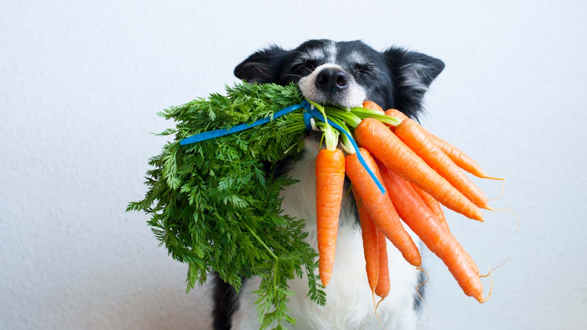 هل النظام الغذائي النباتي للحيوانات الأليفة صحي؟ إليك ما تبينه الأدلة