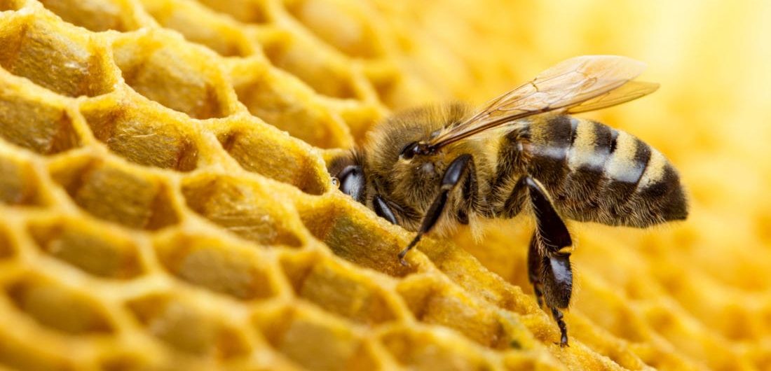 هل العسل غذاء نباتي؟ لماذا يمتنع معظم النباتيين عن تناول العسل؟ هل يعتبر النحل من المنتجات حيوانية المصدر؟ - الأطعمة المصنوعة من طريق الحشرات 