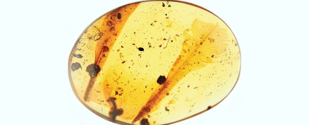 ماذا اكتشف العلماء في هذه الريشة المحفوظة ب الكهرمان منذ 100 مليون عام ؟