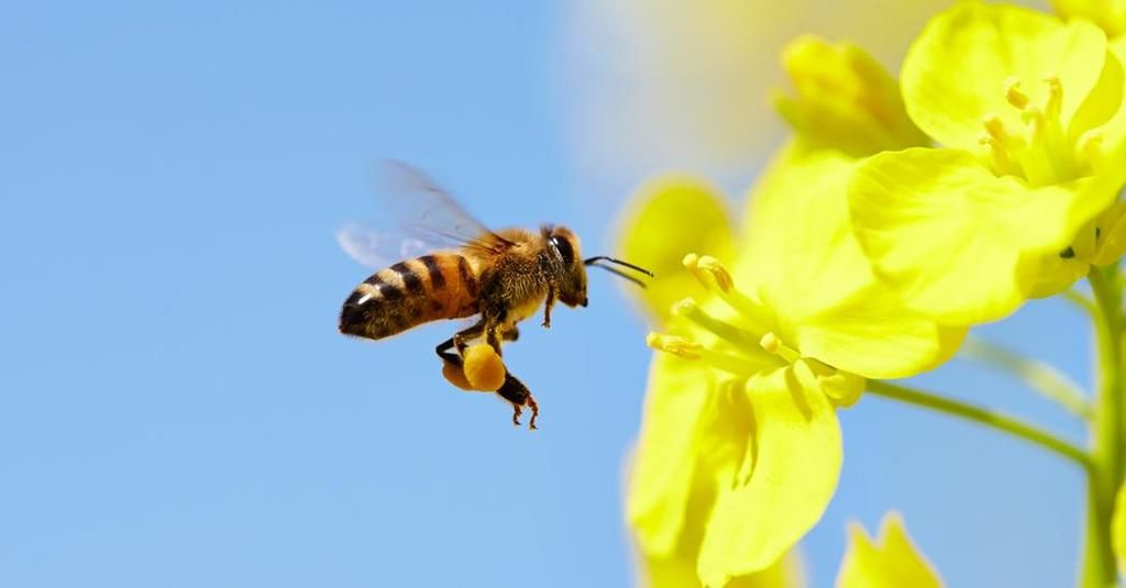 ما هي المسافة التي يقطعها النحل من اجل رحيق الازهار ؟