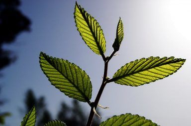 لماذا تحتاج النباتات إلى غاز ثاني أكسيد الكربون التركيب الضوئي بناء الطاقة الأكسجين الغلاف الجوي الهواء ضوء الشمس الكلوروفيل