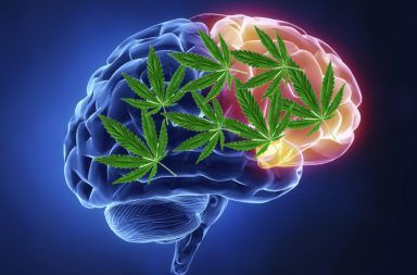 الماريجوانا الدماغ المادة الرمادية